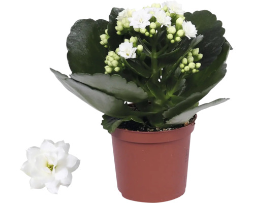 Kalanchoe, plantă de interior cu flori albe și frunze verzi cărnoase într-un ghiveci de plastic.