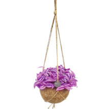 Tradescantia într-un ghiveci suspendat Kokodama din fibre de cocos cu frânghii de iută.