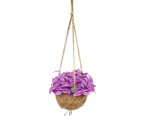 Tradescantia într-un ghiveci suspendat Kokodama din fibre de cocos cu frânghii de iută.