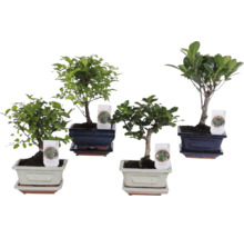 Patru plante de interior bonsai diferite în boluri decorative din ceramică cu farfurii asortate.