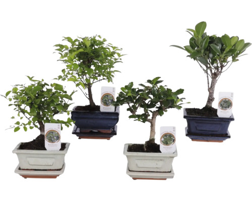 Patru plante de interior bonsai diferite în boluri decorative din ceramică cu farfurii asortate.