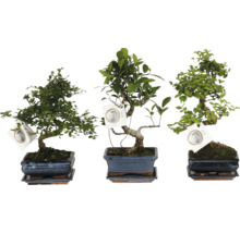 Trei bonsai diferiți în ghivece dreptunghiulare din ceramică, cu farfurioare asortate și etichete.