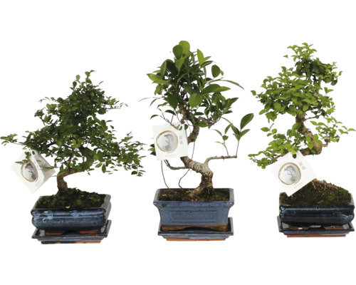 Trei bonsai diferiți în ghivece dreptunghiulare din ceramică, cu farfurioare asortate și etichete.