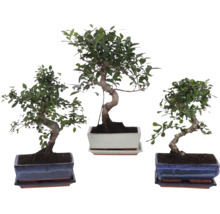Trei plante de interior bonsai diferite în ghivece ceramice dreptunghiulare cu farfurii asortate.