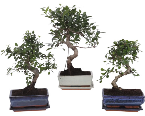 Trei plante de interior bonsai diferite în ghivece ceramice dreptunghiulare cu farfurii asortate.