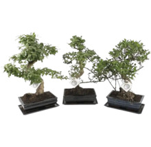 Trei bonsai diferiți în ghivece din ceramică dreptunghiulare cu farfurii asortate.
