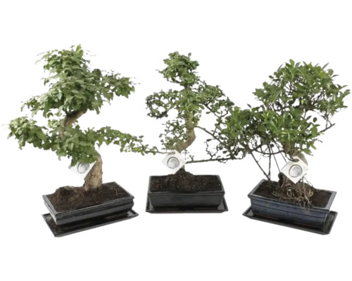 Trei bonsai diferiți în ghivece din ceramică dreptunghiulare cu farfurii asortate.