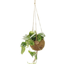 Scindapsus pictus într-un ghiveci suspendat Kokodama din fibre naturale.