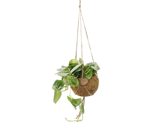Scindapsus pictus într-un ghiveci suspendat Kokodama din fibre naturale.