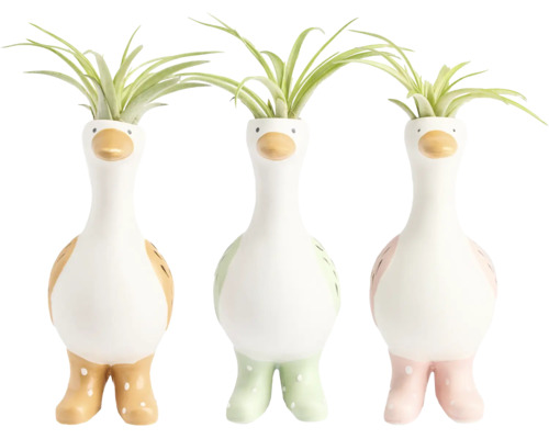 Trei ghivece decorative din ceramică în formă de rață cu cizme de cauciuc și plante Tillandsia.