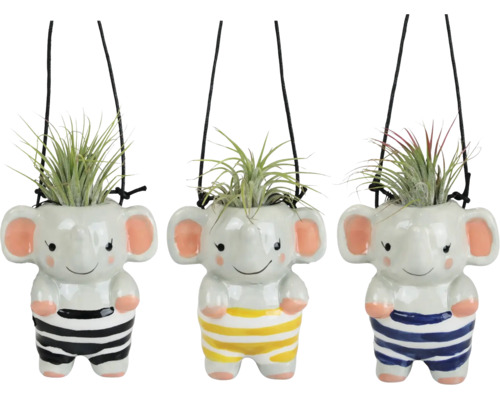Trei ghivece suspendate din ceramică în formă de elefant cu plante Tillandsia, în dungi.