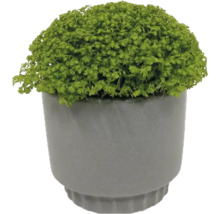 Plantă de interior verde Selaginella în ghiveci gri