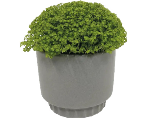 Plantă de interior verde Selaginella în ghiveci gri
