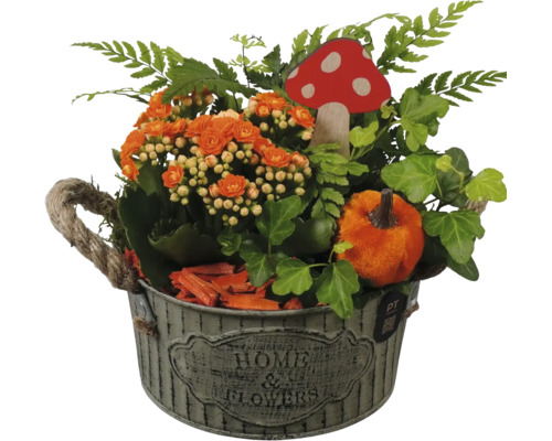Aranjament de toamnă Kalanchoe în vas de zinc cu mâner din frânghie, iederă, ferigă, dovleac de pluș și ciupercă.