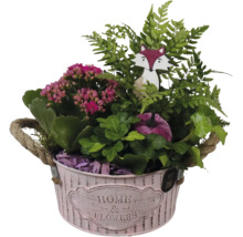 Aranjament de plante în găleată roz cu mânere din frânghie, conținând Kalanchoe, ferigă, iederă, vulpe din lemn și dovleac decorativ.