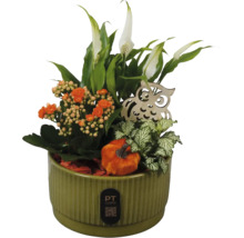 Aranjament de plante în ghiveci de ceramică verde cu crinul păcii, kalanchoe, fittonia, bufniță din lemn și dovleac decorativ.