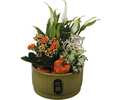 Aranjament de plante în ghiveci de ceramică verde cu crinul păcii, kalanchoe, fittonia, bufniță din lemn și dovleac decorativ.
