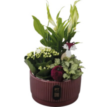 Aranjament de plante în ghiveci de ceramică cu Spathiphyllum, Kalanchoe și Fittonia, cu vulpe de lemn și dovleac de catifea. Logo PT creations.