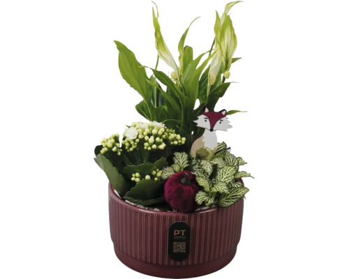 Aranjament de plante în ghiveci de ceramică cu Spathiphyllum, Kalanchoe și Fittonia, cu vulpe de lemn și dovleac de catifea. Logo PT creations.