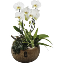 Aranjament de orhidee Phalaenopsis cu flori albe, plante verzi și ramuri într-un ghiveci din ceramică maro. PT creations Logo.