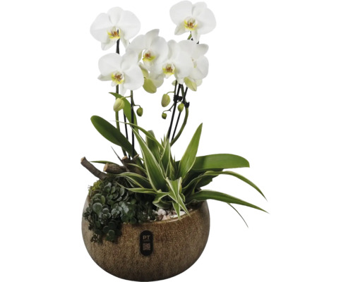 Aranjament de orhidee Phalaenopsis cu flori albe, plante verzi și ramuri într-un ghiveci din ceramică maro. PT creations Logo.