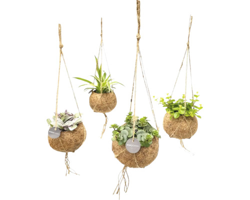 Patru plante de interior suspendate în sfere Kokodama din fibre de cocos pe sfori de iută cu Kokodama Logo.