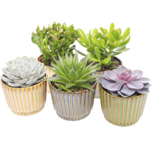 Sortiment de plante suculente în ghivece decorative din ceramică cu nervuri verticale.