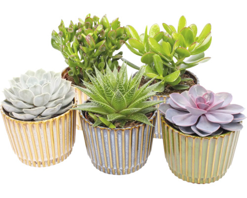 Sortiment de plante suculente în ghivece decorative din ceramică cu nervuri verticale.