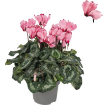 Cyclamen cu flori roz și frunze cu model într-un ghiveci gri.