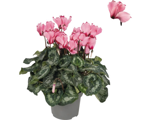 Cyclamen cu flori roz și frunze cu model într-un ghiveci gri.