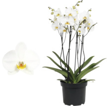Orhidee Phalaenopsis cu flori albe și frunze verzi într-un ghiveci din plastic negru.