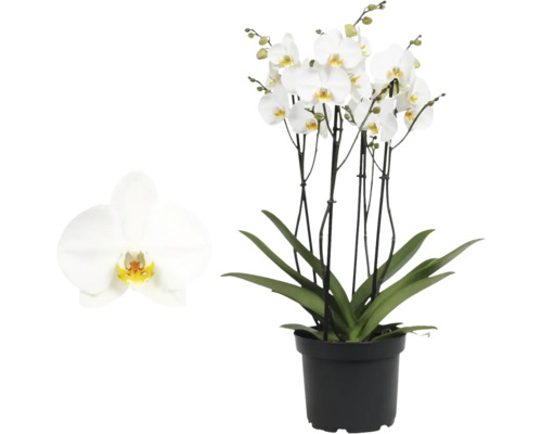 Orhidee Phalaenopsis cu flori albe și frunze verzi într-un ghiveci din plastic negru.