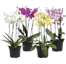 Patru orhidee Phalaenopsis în ghivece negre cu flori de diferite culori și frunze verzi.