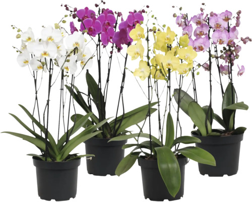 Patru orhidee Phalaenopsis în ghivece negre cu flori de diferite culori și frunze verzi.