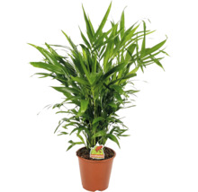 Palmier Areca verde într-un ghiveci din plastic maro cu Foodieplant Logo.