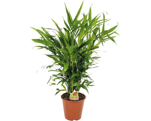 Palmier Areca verde într-un ghiveci din plastic maro cu Foodieplant Logo.
