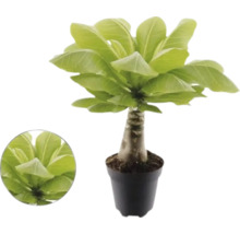 Palmier hawaiian Brighamia insignis în ghiveci cu trunchi gros și frunze verzi late.
