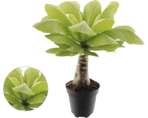 Palmier hawaiian Brighamia insignis în ghiveci cu trunchi gros și frunze verzi late.