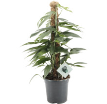 Plantă de interior Epipremnum pe un stâlp de mușchi într-un ghiveci din plastic.