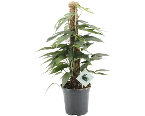 Plantă de interior Epipremnum pe un stâlp de mușchi într-un ghiveci din plastic.