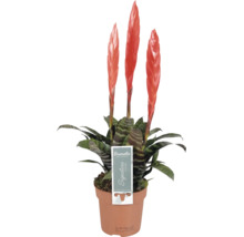 Bromelia Vriesea cu trei spice de flori roșu-portocaliu și frunze vărgate într-un ghiveci de culoarea teracotei.