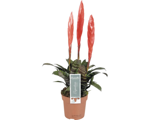Bromelia Vriesea cu trei spice de flori roșu-portocaliu și frunze vărgate într-un ghiveci de culoarea teracotei.