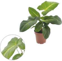 Philodendron în ghiveci de plastic cu frunze mari și o vedere detaliată a unei frunze.