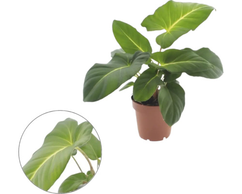 Philodendron în ghiveci de plastic cu frunze mari și o vedere detaliată a unei frunze.
