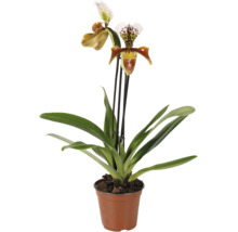 Orhidee Paphiopedilum în ghiveci cu două flori și frunze.