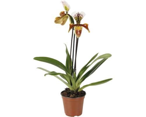 Orhidee Paphiopedilum în ghiveci cu două flori și frunze.