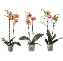Trei orhidee Phalaenopsis cu câte două tije în ghivece din plastic transparente.