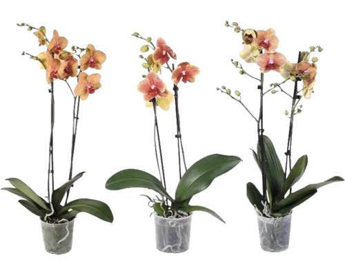 Trei orhidee Phalaenopsis cu câte două tije în ghivece din plastic transparente.