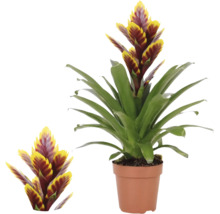 Bromelia Vriesea în ghiveci de cultură, plantă de interior cu inflorescențe galben-roșii și frunze verzi.