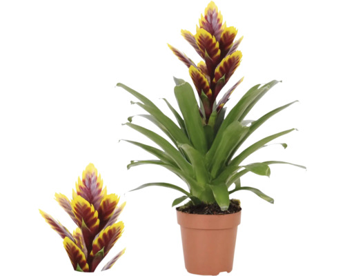 Bromelia Vriesea în ghiveci de cultură, plantă de interior cu inflorescențe galben-roșii și frunze verzi.